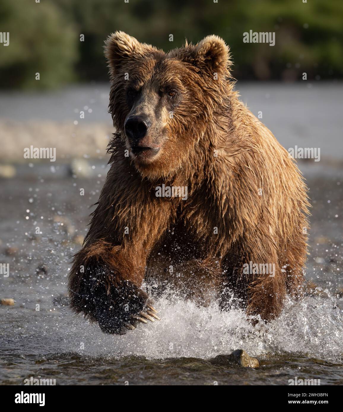 Brown Bear Fishing for Salmon in Alaska Stock Photo