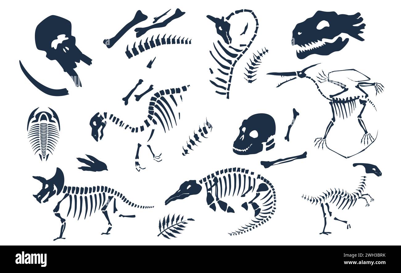 Dinosaurs bones, skeletons and skulls fossils set. Ancient creature