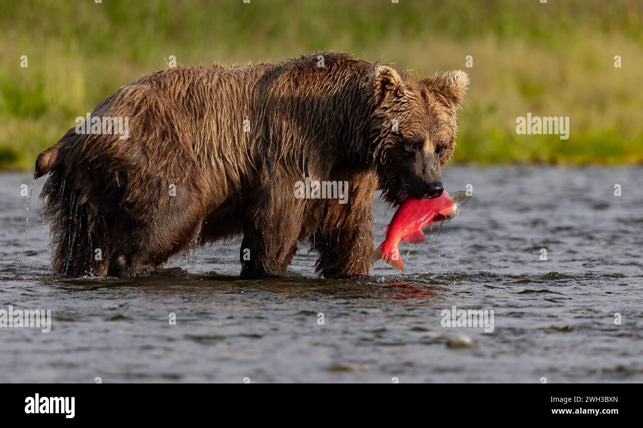 Brown Bear Fishing for Salmon in Alaska Stock Photo - Alamy