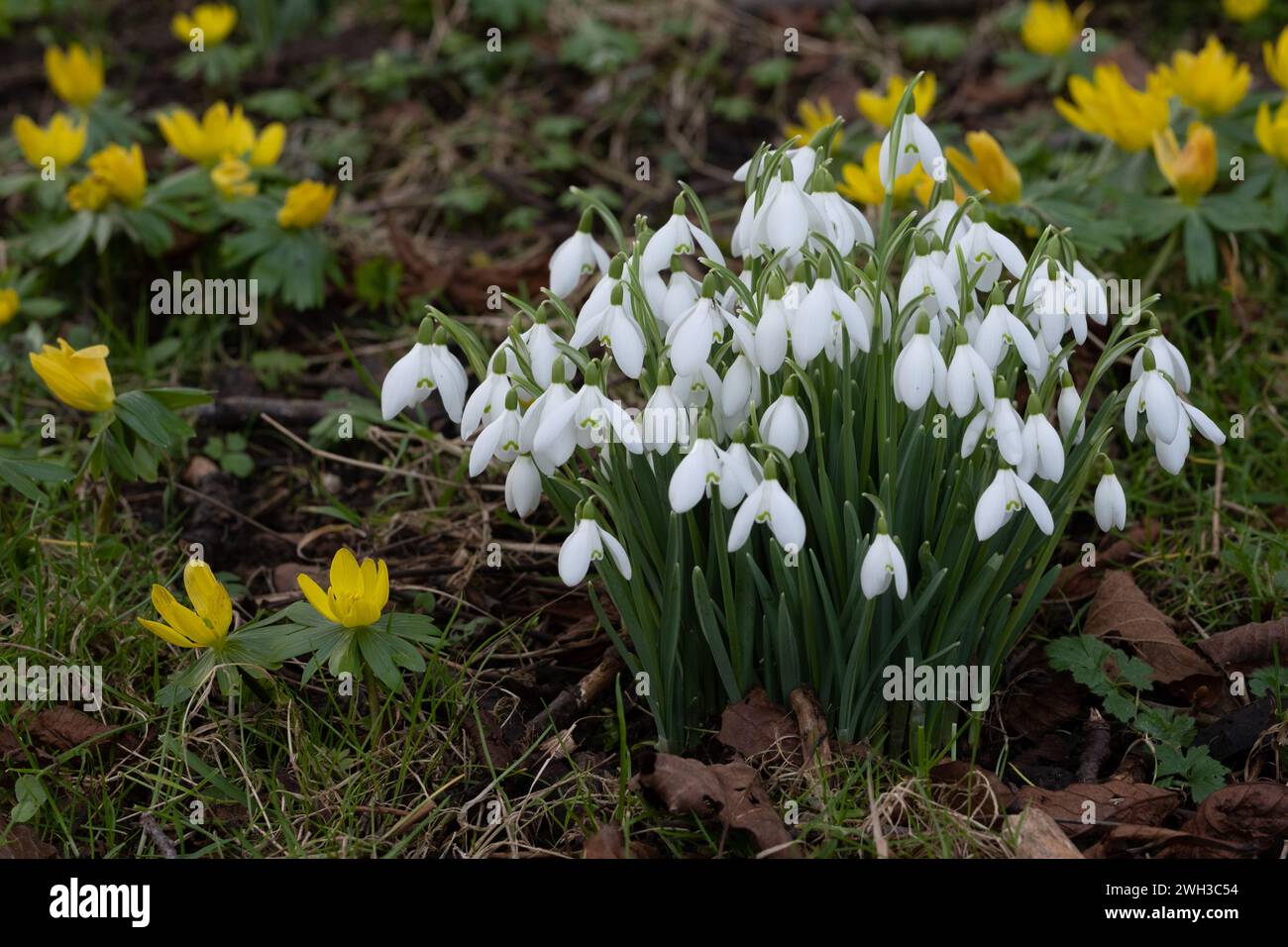 Early spring woodland Snowdrops ( Galanthus ) at Evenly Woods in Northamptonshire. Stock Photo