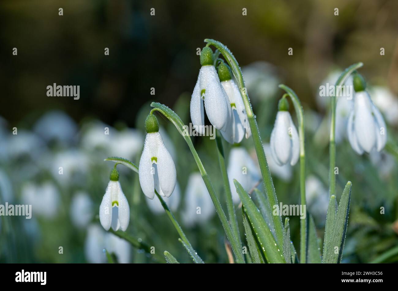 Early spring woodland Snowdrops ( Galanthus ) at Evenly Woods in Northamptonshire. Stock Photo