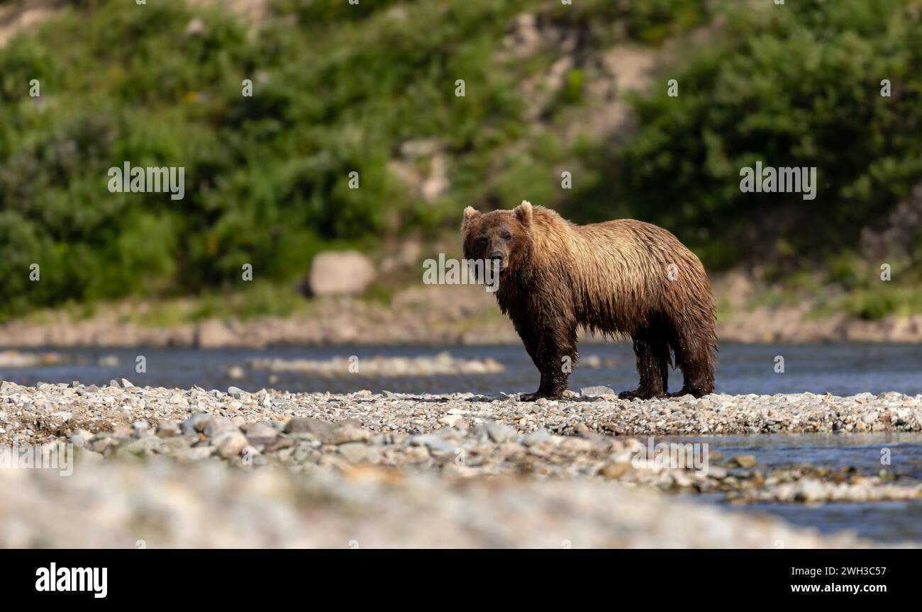 Brown Bear Fishing for Salmon in Alaska Stock Photo