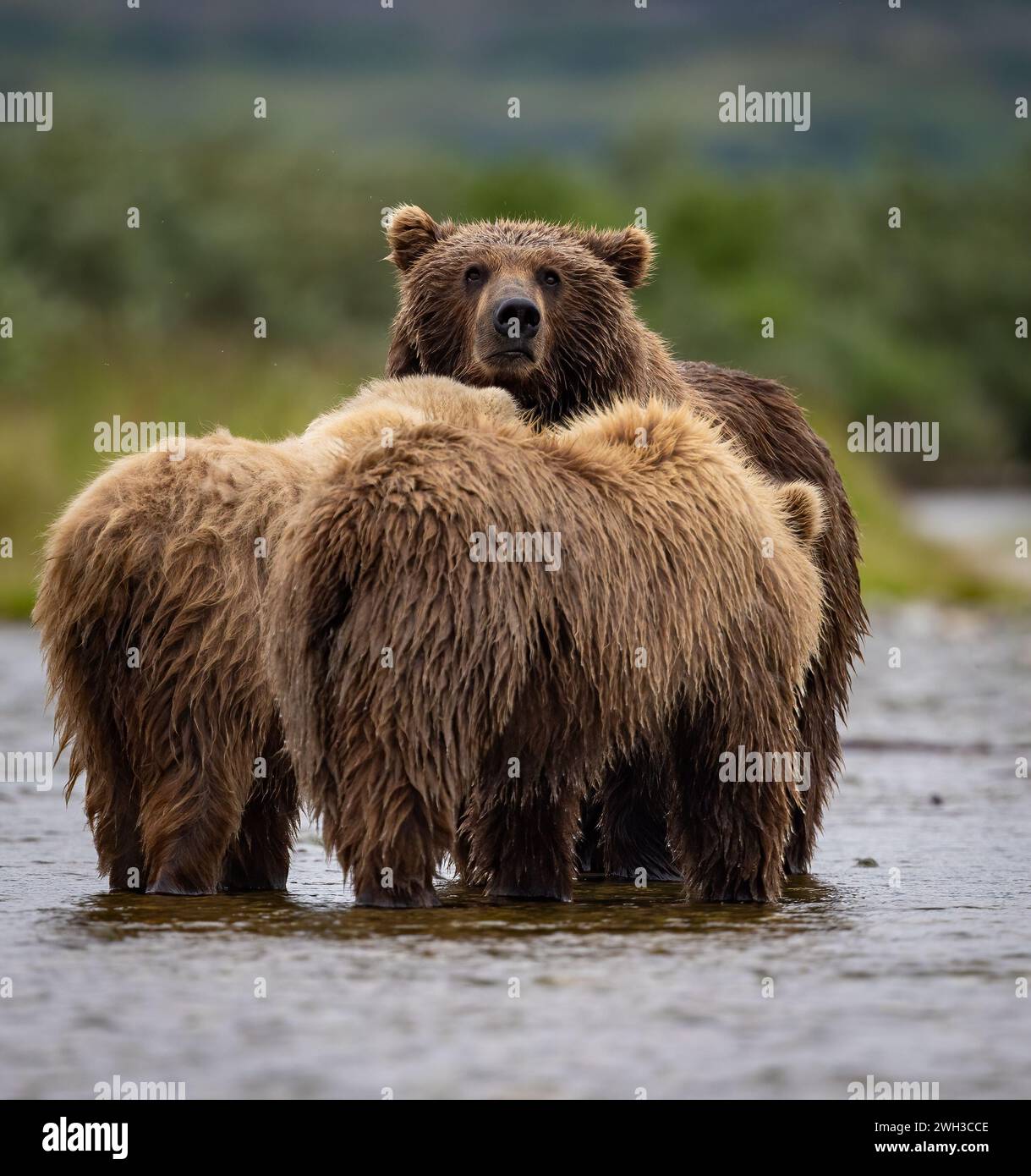Brown Bear Fishing for Salmon in Alaska Stock Photo - Alamy