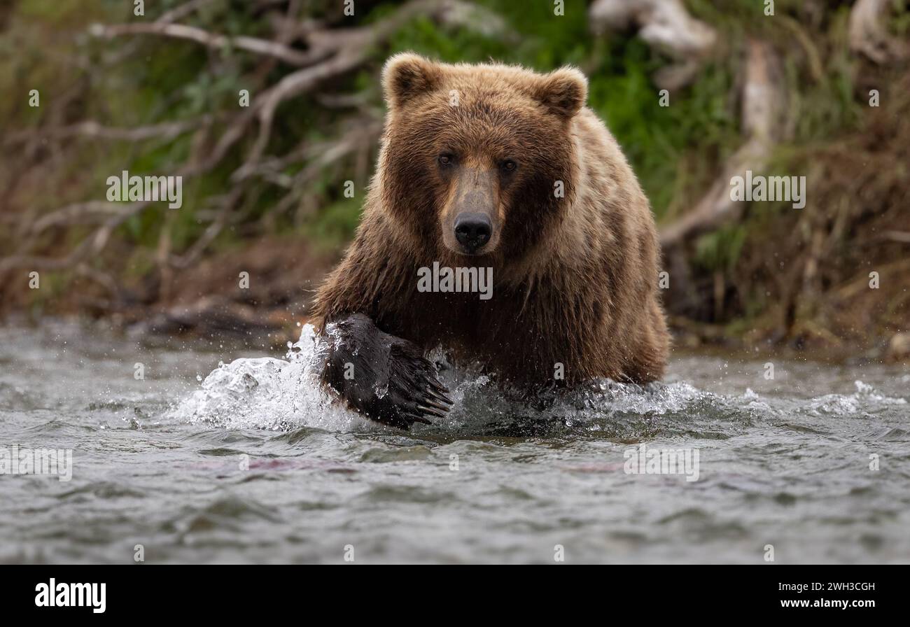 Brown Bear Fishing for Salmon in Alaska Stock Photo - Alamy