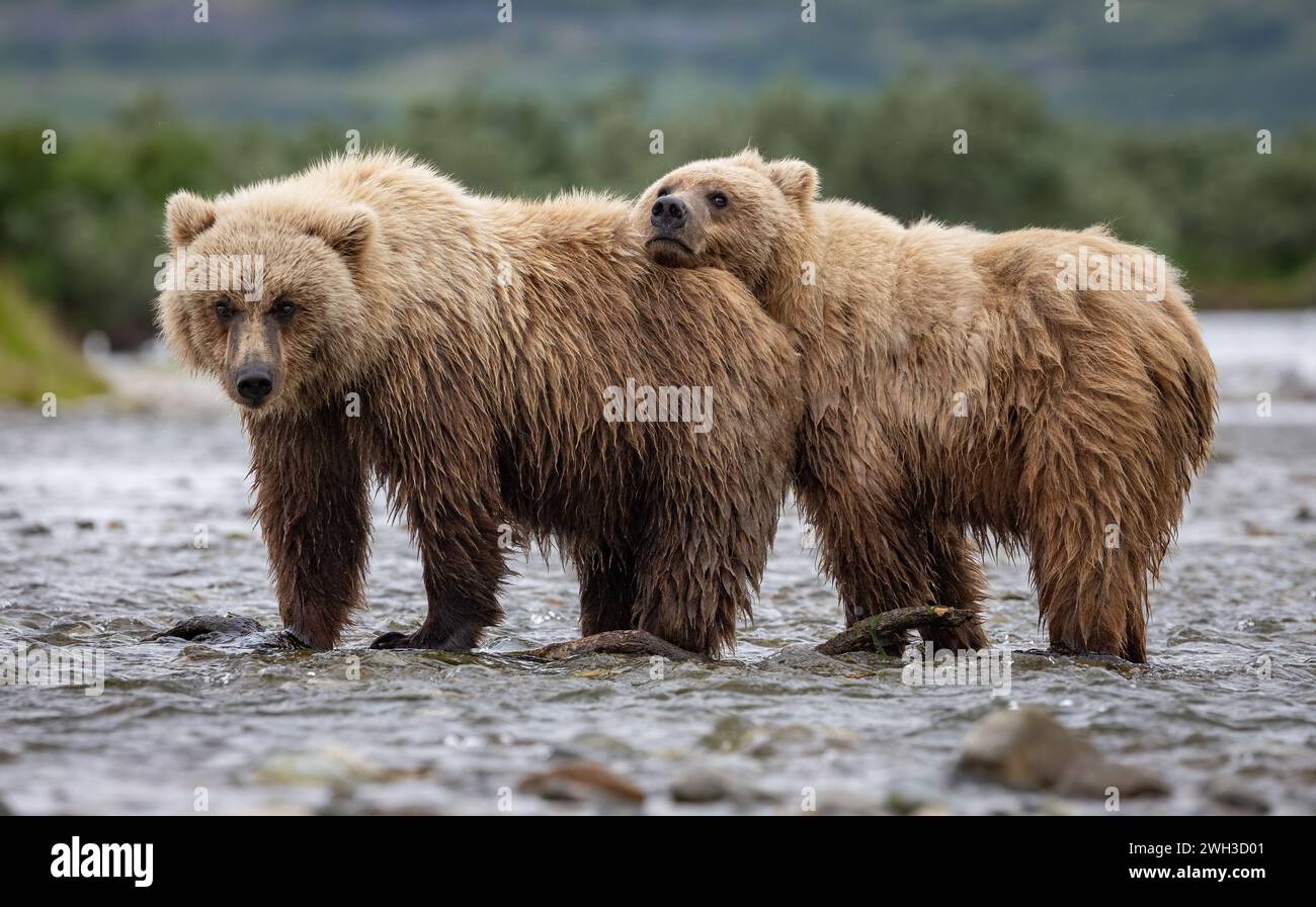 Brown Bear Fishing for Salmon in Alaska Stock Photo - Alamy