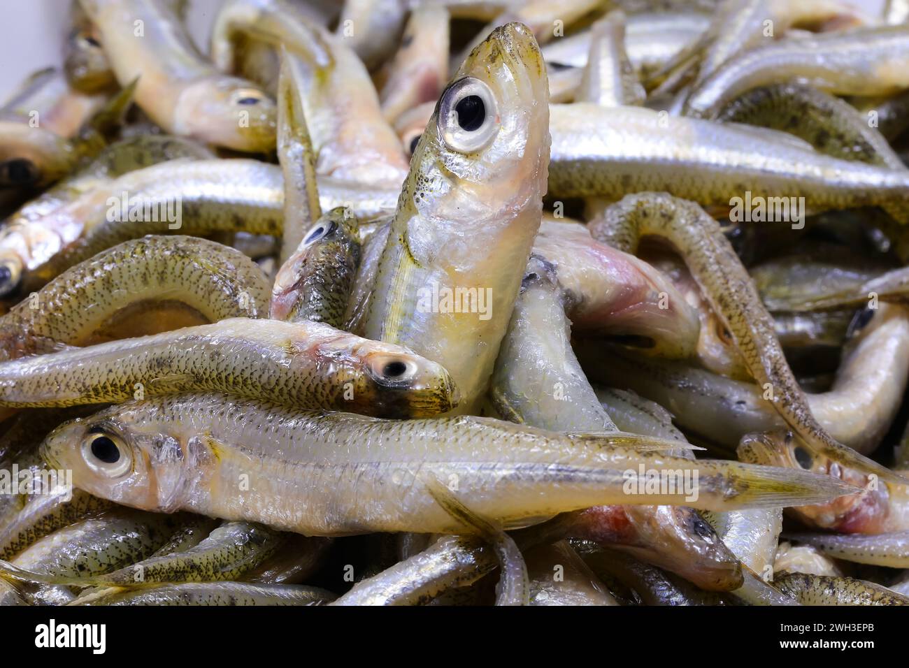background of many caught fish called sand smelt of Atherinidae family are appreciated in the mediterranean cuisines Stock Photo