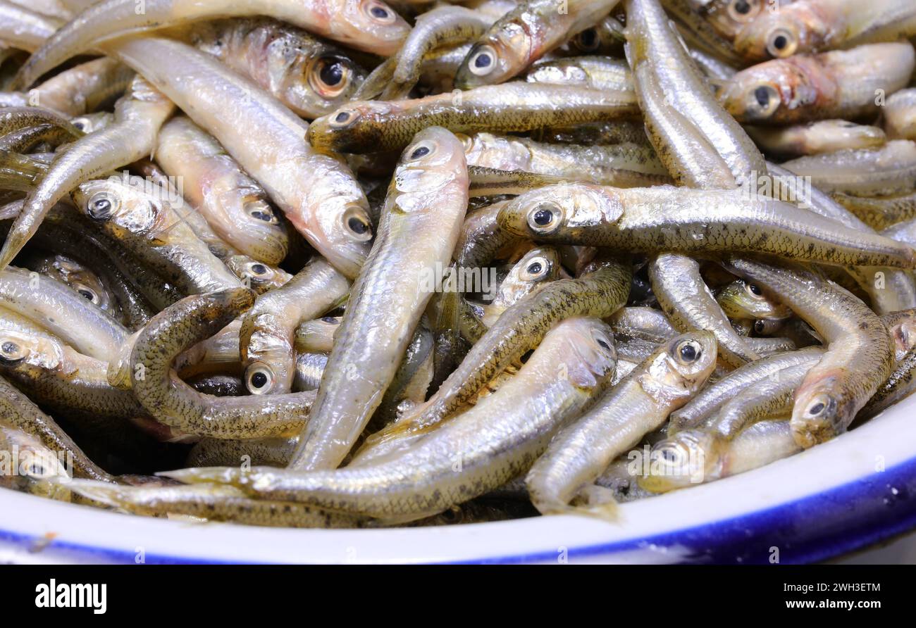dish with many caught fish called sand smelt of  the family Atherinidae  are very appreciated in the Italian and mediterranean cuisine Stock Photo