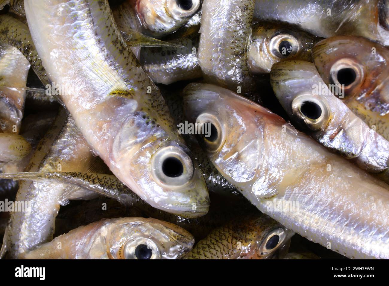 Many caught fish called sand smelt of  the family Atherinidae  are very appreciated in the Italian and mediterranean cuisines Stock Photo