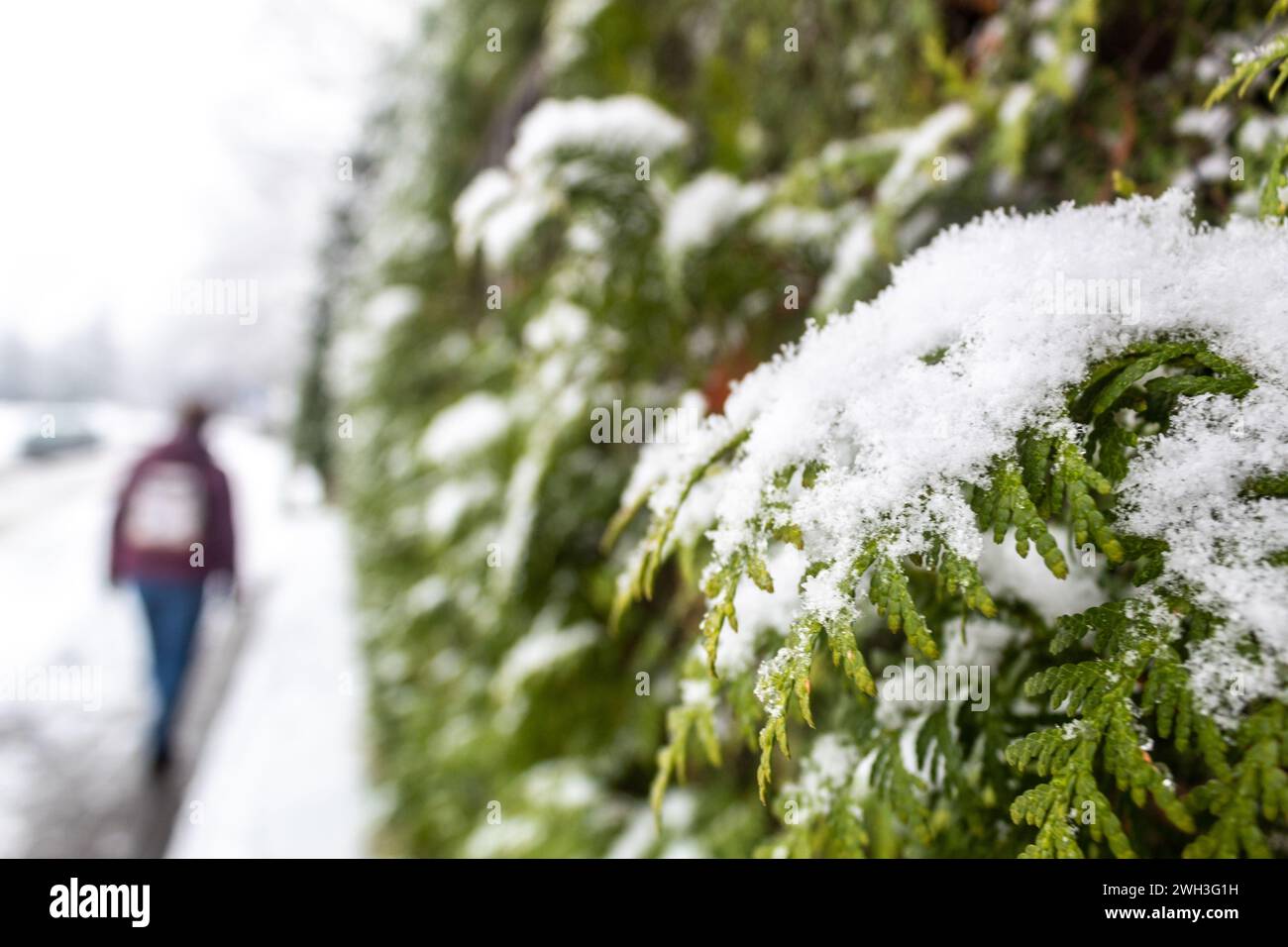 Thuja branch covered with snow against the blurred silhouette of a walking woman in Riga, Latvia Stock Photo