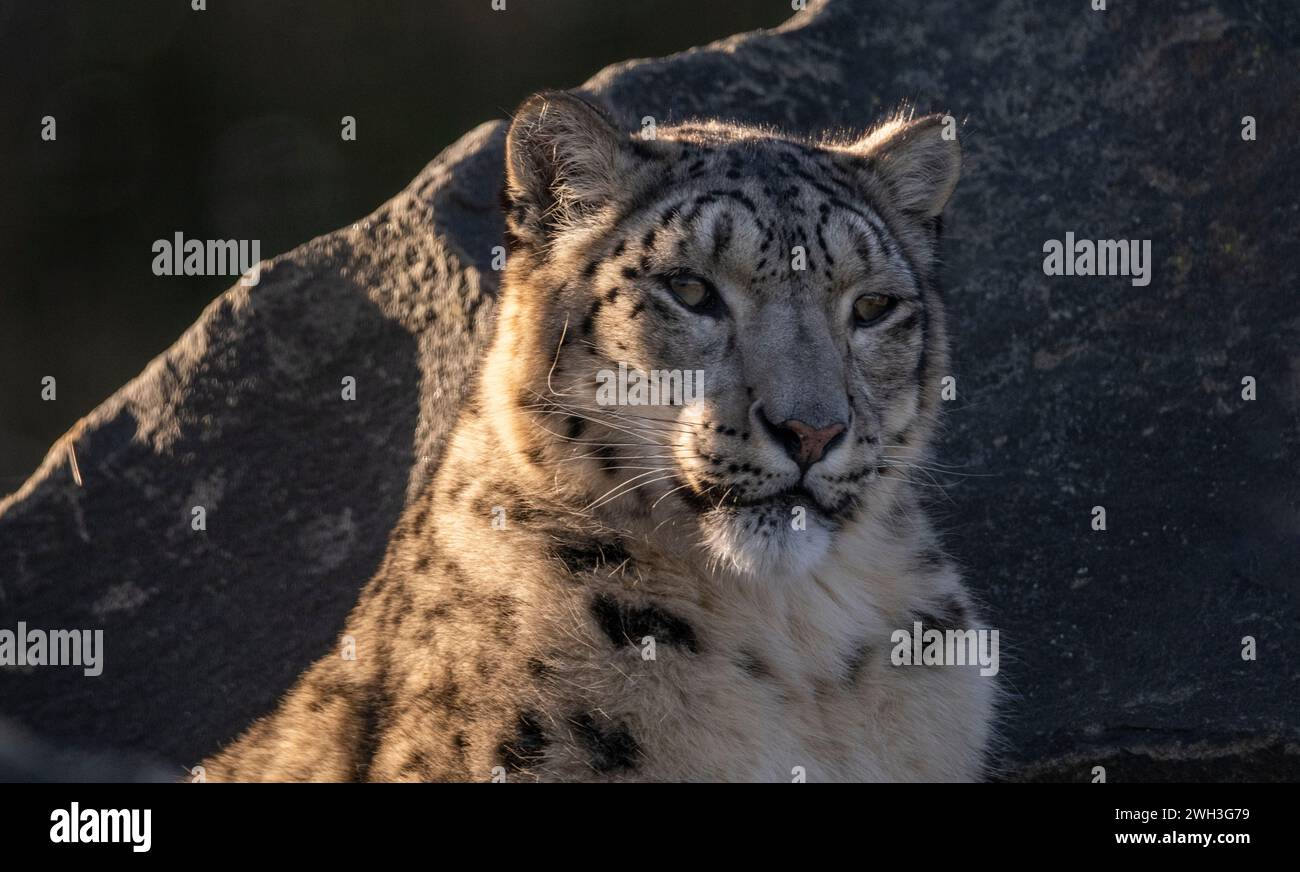 Leopards In Uk Zoos | Rare snow leopard baby born at UK zoo – RNMC