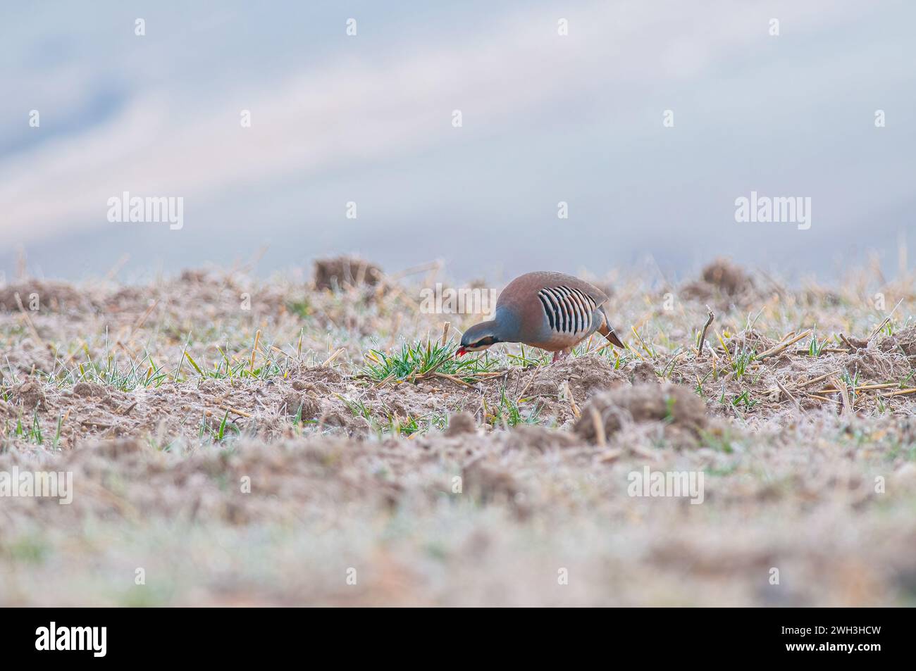 Chukar Partridge (Alectoris chukar) feeding in the field. Stock Photo