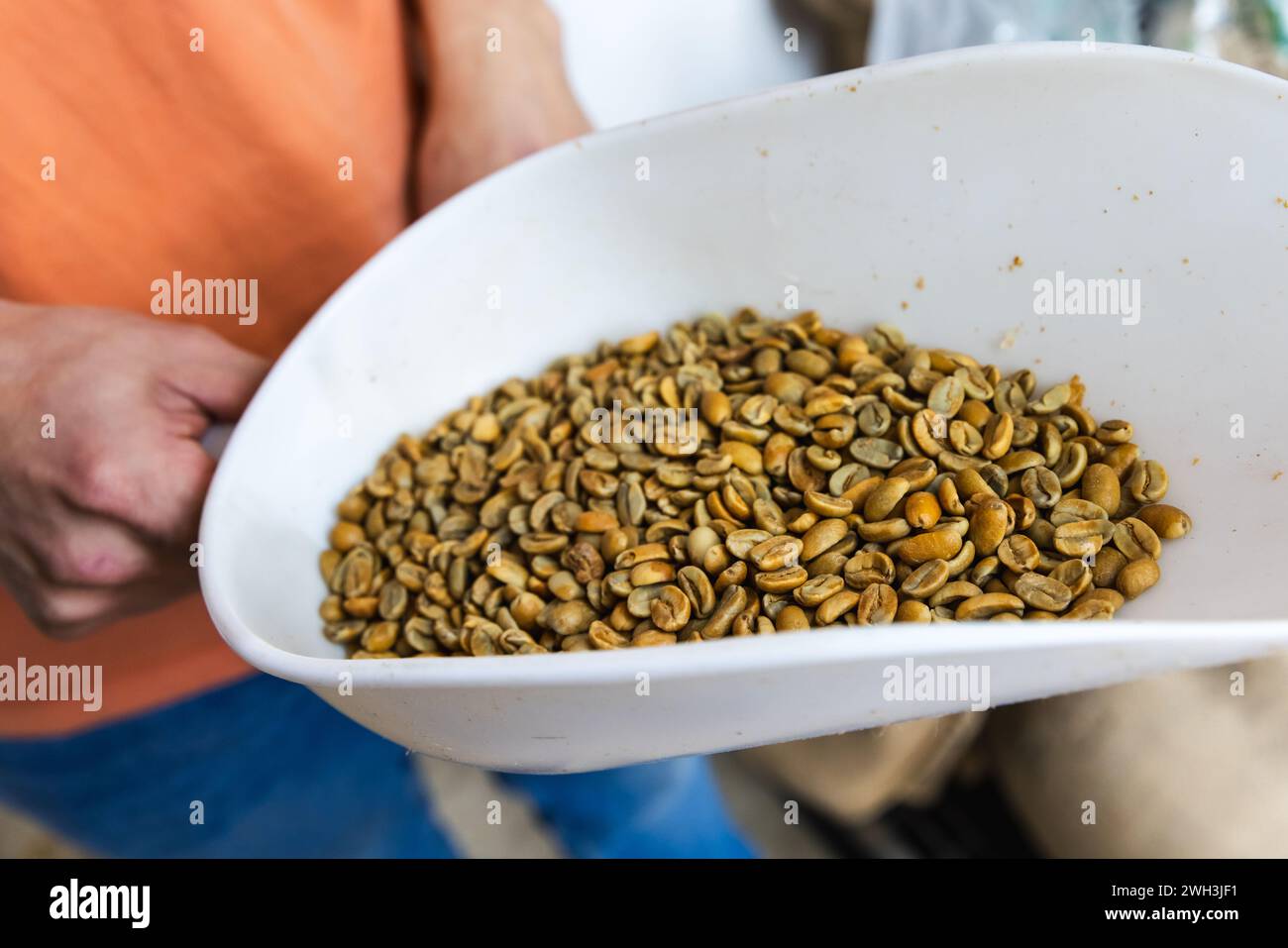 Fermented coffee just beans before roasting. Selected Arabica coffee, green seeds are in white plastic scoop, close up photo with selective focus Stock Photo