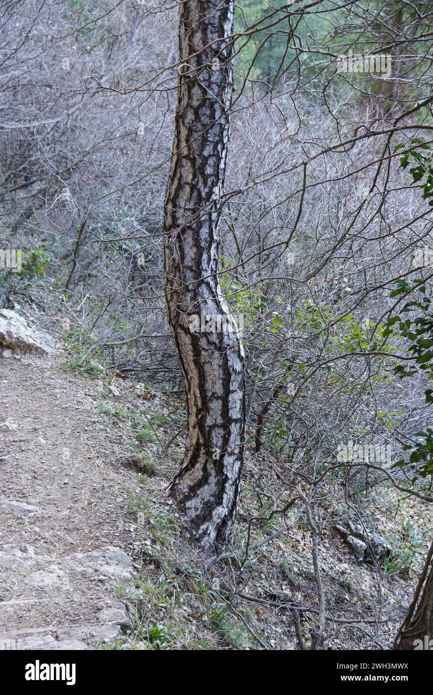 Pinus Halepensis near the Nacimiento del Rio Mundo in Albacete province, Spain Stock Photo