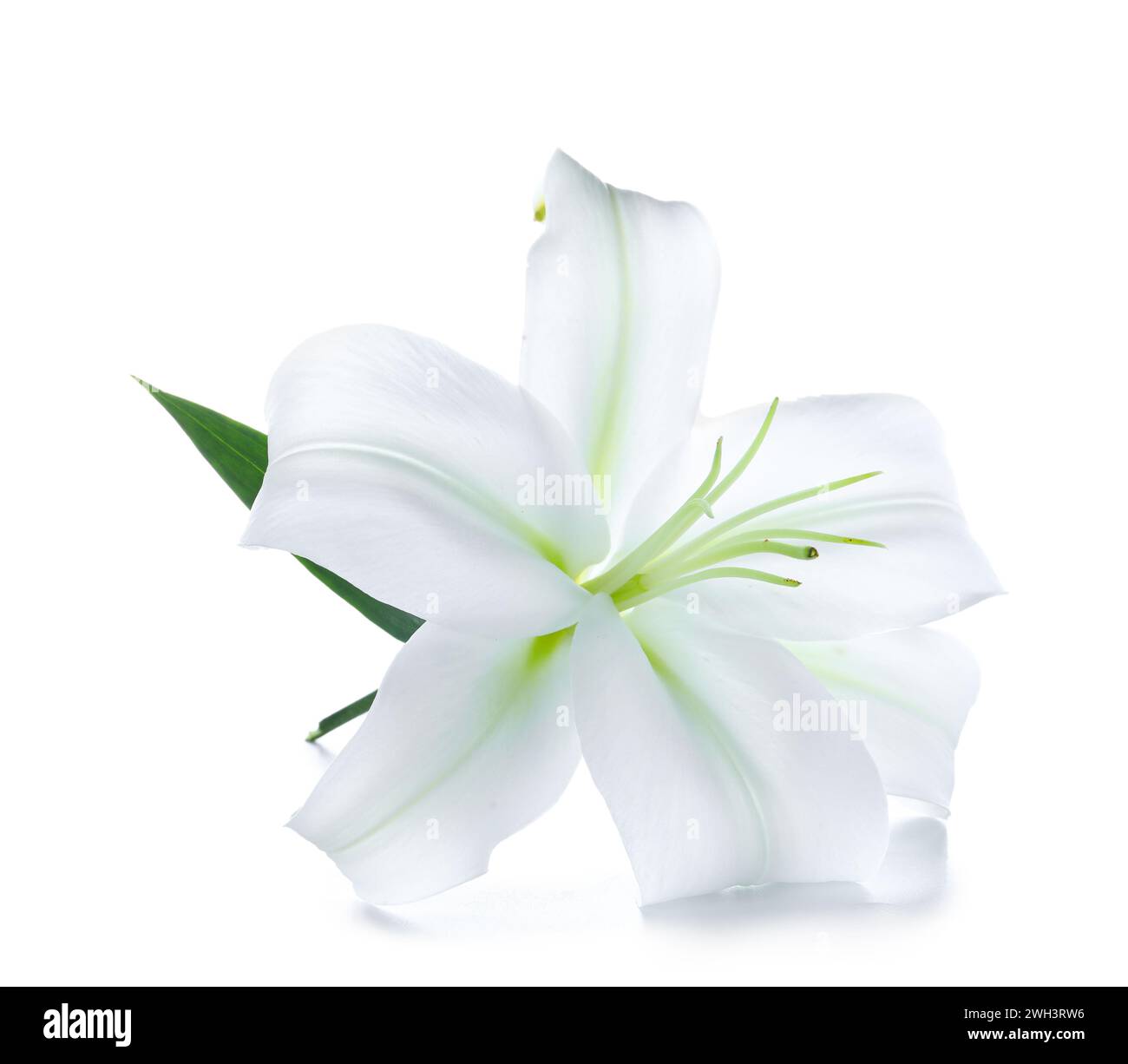Beautiful lily flower on white background Stock Photo - Alamy