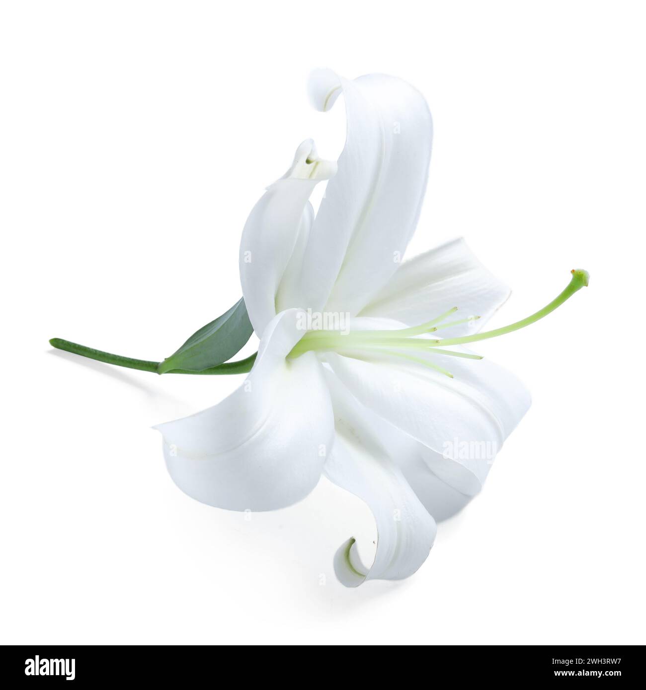 Beautiful lily flower on white background Stock Photo - Alamy