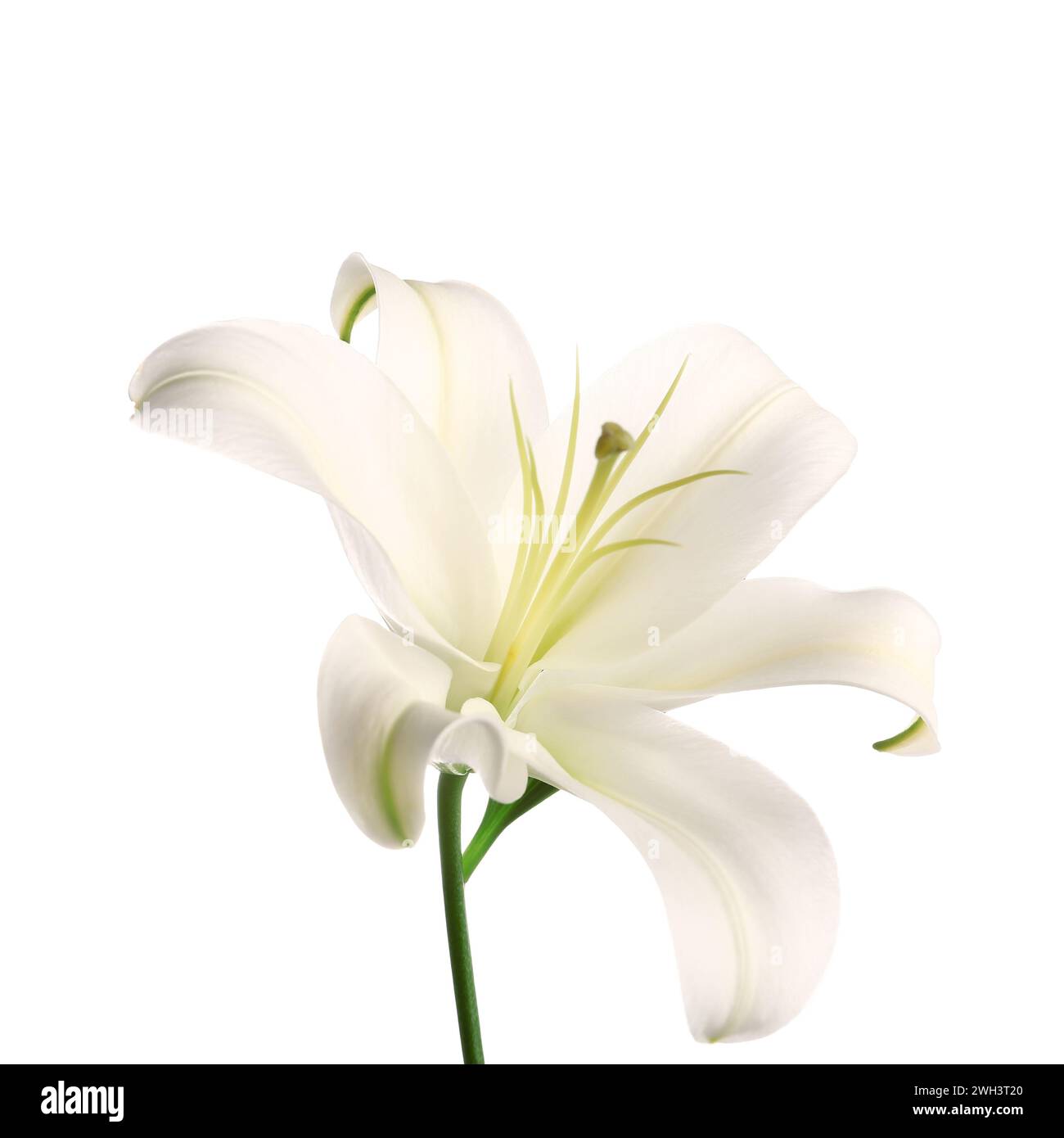 Beautiful lily flower on white background Stock Photo - Alamy
