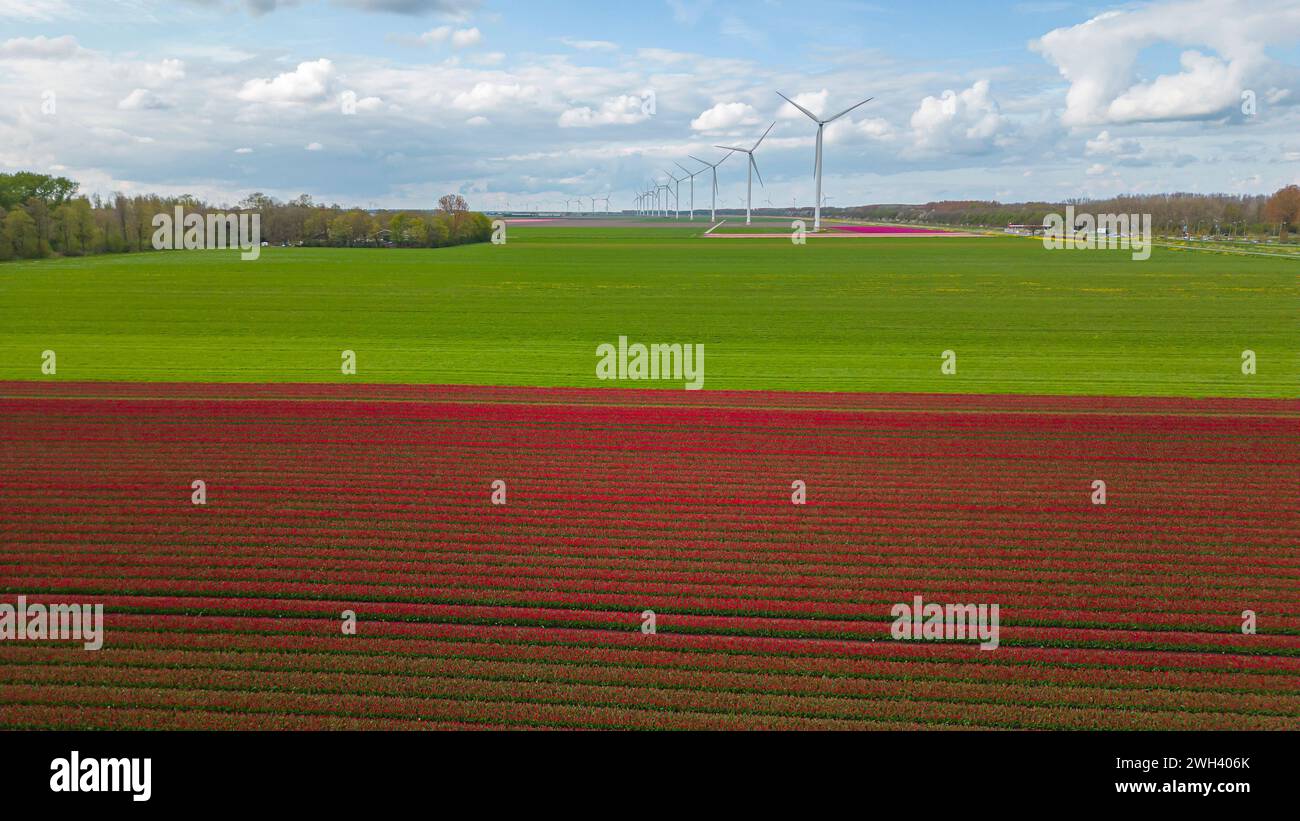 Field with tulip flowers and windmill park in the Netherlands on a sunny day Stock Photo
