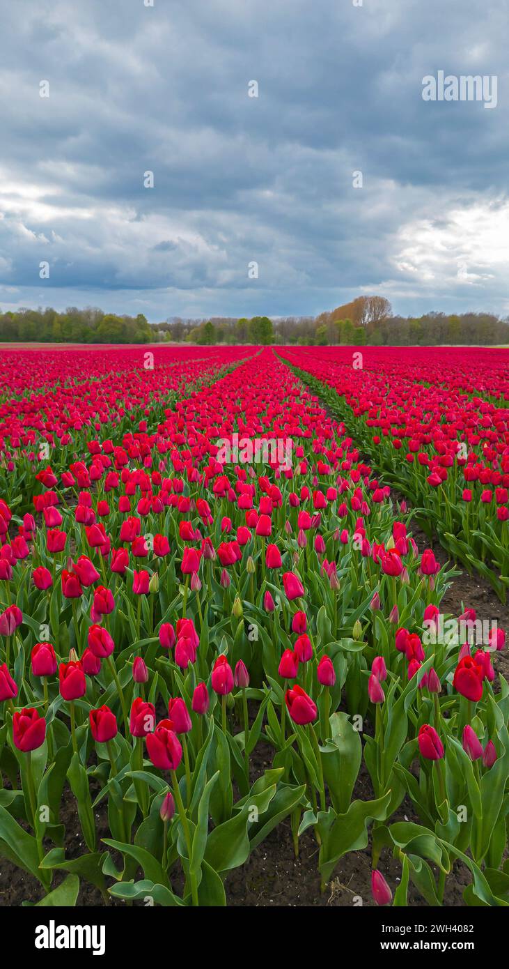 Tulips bloom in a field with thunderclouds on the background, aerial view Stock Photo