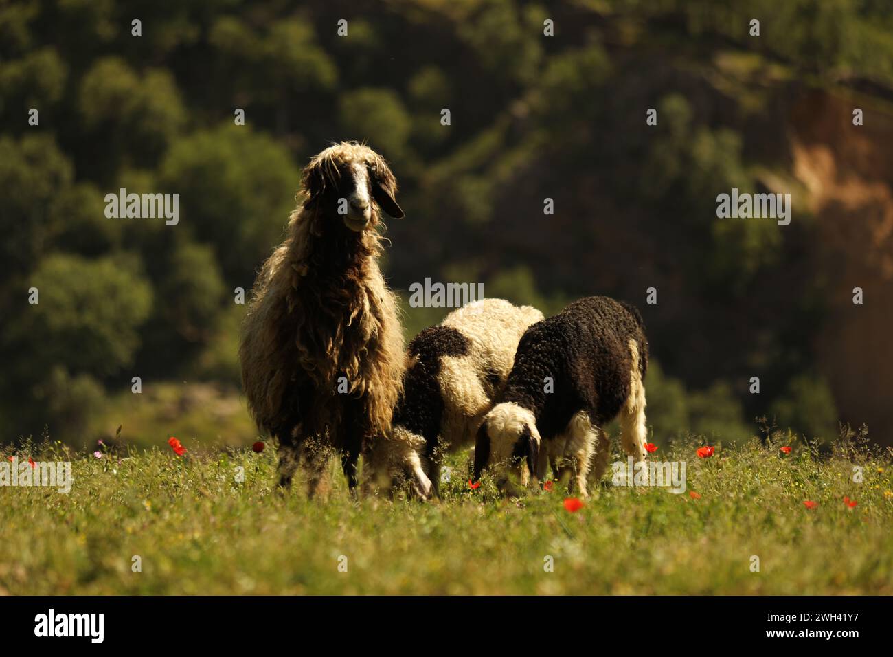 A curious ewe stands guard, her gaze meeting mine, as her playful offspring nibble on tender grass. Stock Photo
