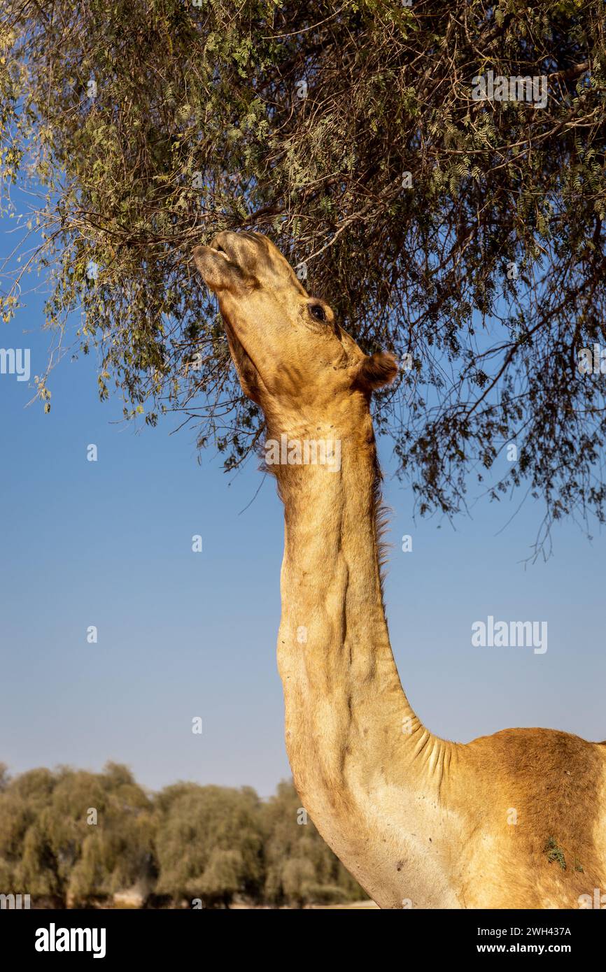 Dromedary camel (Camelus dromedarius) grazing leaves of acacia tree, Digdaga Farm, United Arab Emirates. Stock Photo