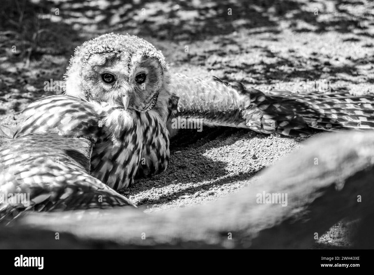 Ural owl, Strix uralensis, large nocturnal owl sitting on the ground. Black and white photography. Stock Photo