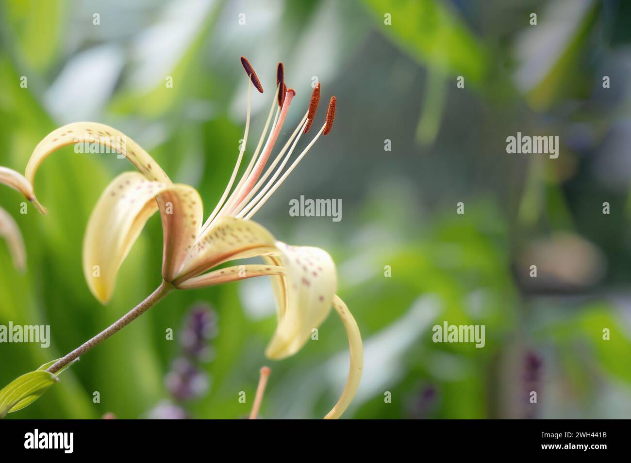 Yellow tiger lily in bloom in garden. Tiger lilies in garden. Lilium lancifolium. Yellow lily flower. Copy space. Stock Photo