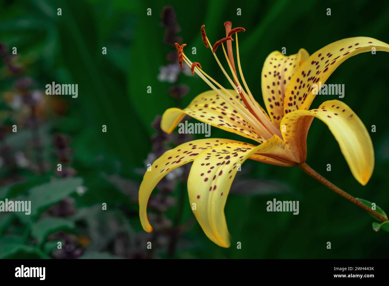 Yellow tiger lily in bloom in garden. Tiger lilies in garden. Lilium lancifolium. Yellow lily flower. Copy space Stock Photo