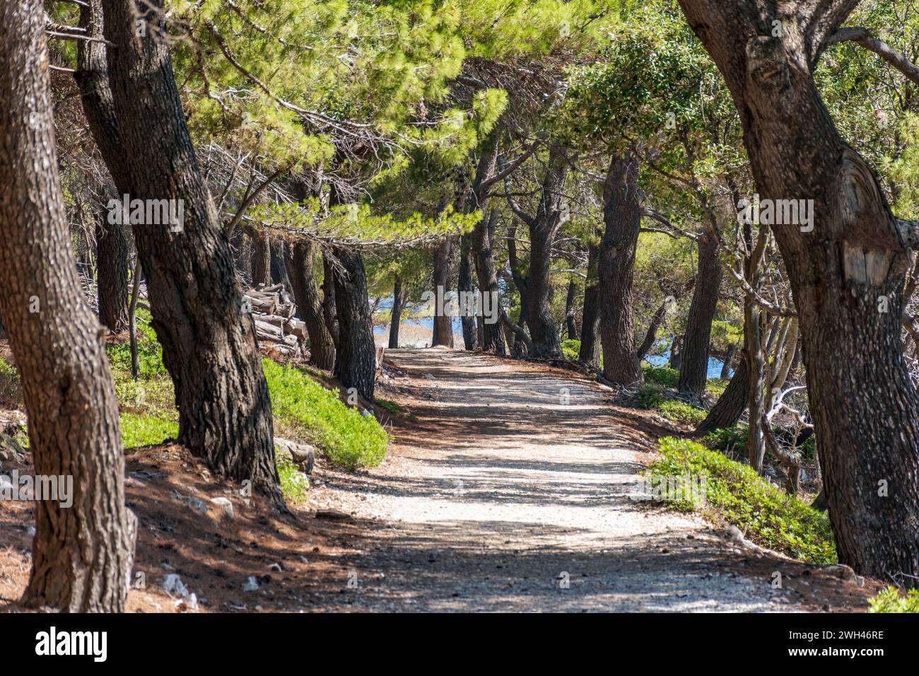 Empty gravel path through pine tree forest on a sunny summer day Stock Photo