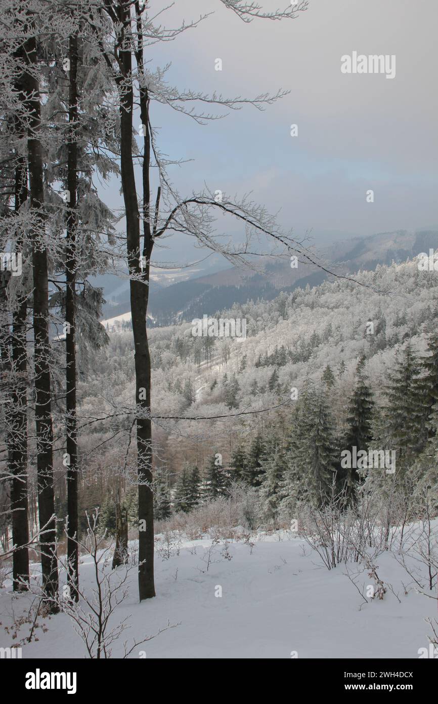 Mountains and snowy fir trees in the Carpathians of Czech Republic. Photo taken on a cross-country ski trail Stock Photo