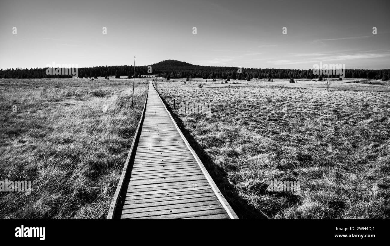 Wooden path in Bozi Dar peat bog nature reservation on sunny autumn day. Ore Mountains, Czech: Krusne hory, Czech Republic. Black and white photography. Stock Photo
