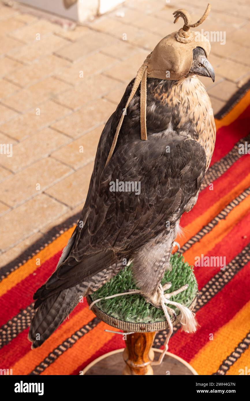 Middle East, Saudi Arabia, Riyadh, Al-Dirah. A hooded falcon at the Souq Al-Zal. Stock Photo