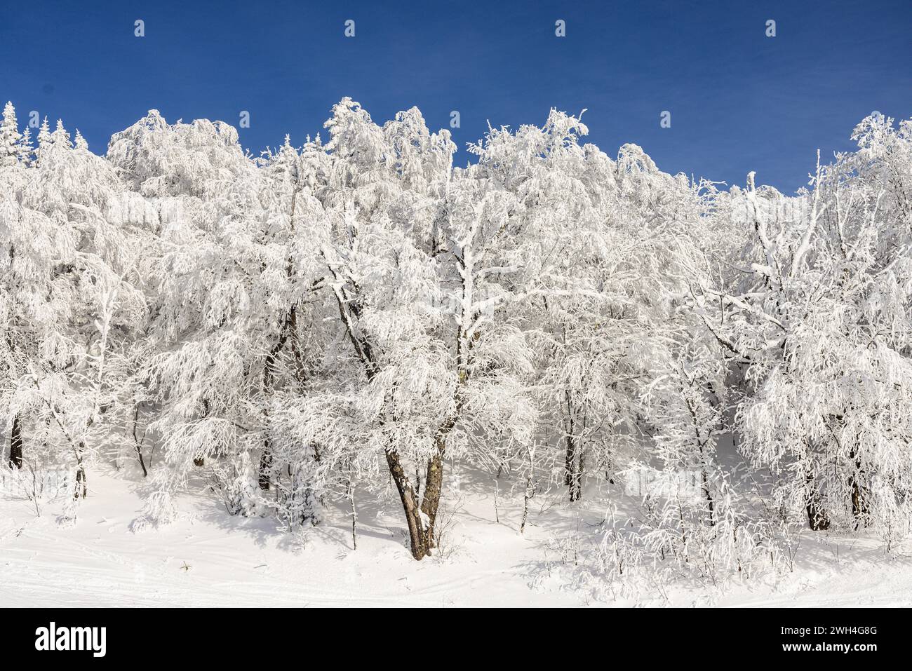 Winter wonderland. Enchanting Winter Majesty: Sun-Drenched Snow-Covered Trees Against a Brilliant Blue Sky, a Portrait of Nature's Quietude Stock Photo