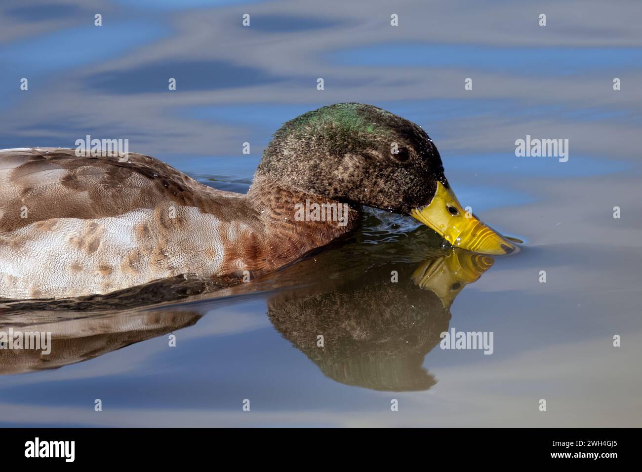Male mallard duck skims along the pond water surface with bill while