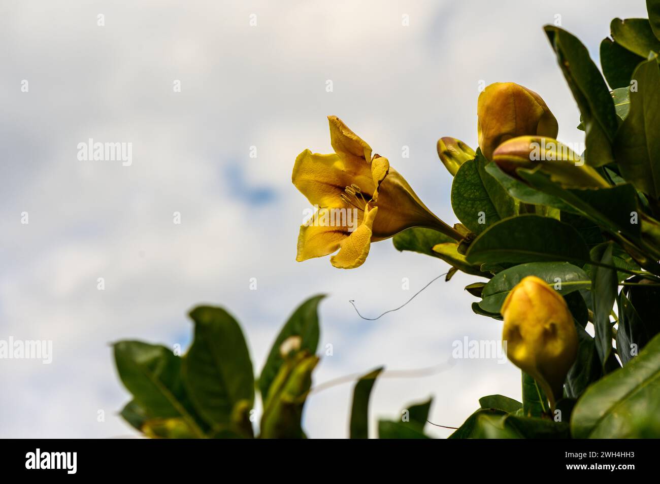 yellow tropical flowers in winter in cyprus 3 Stock Photo