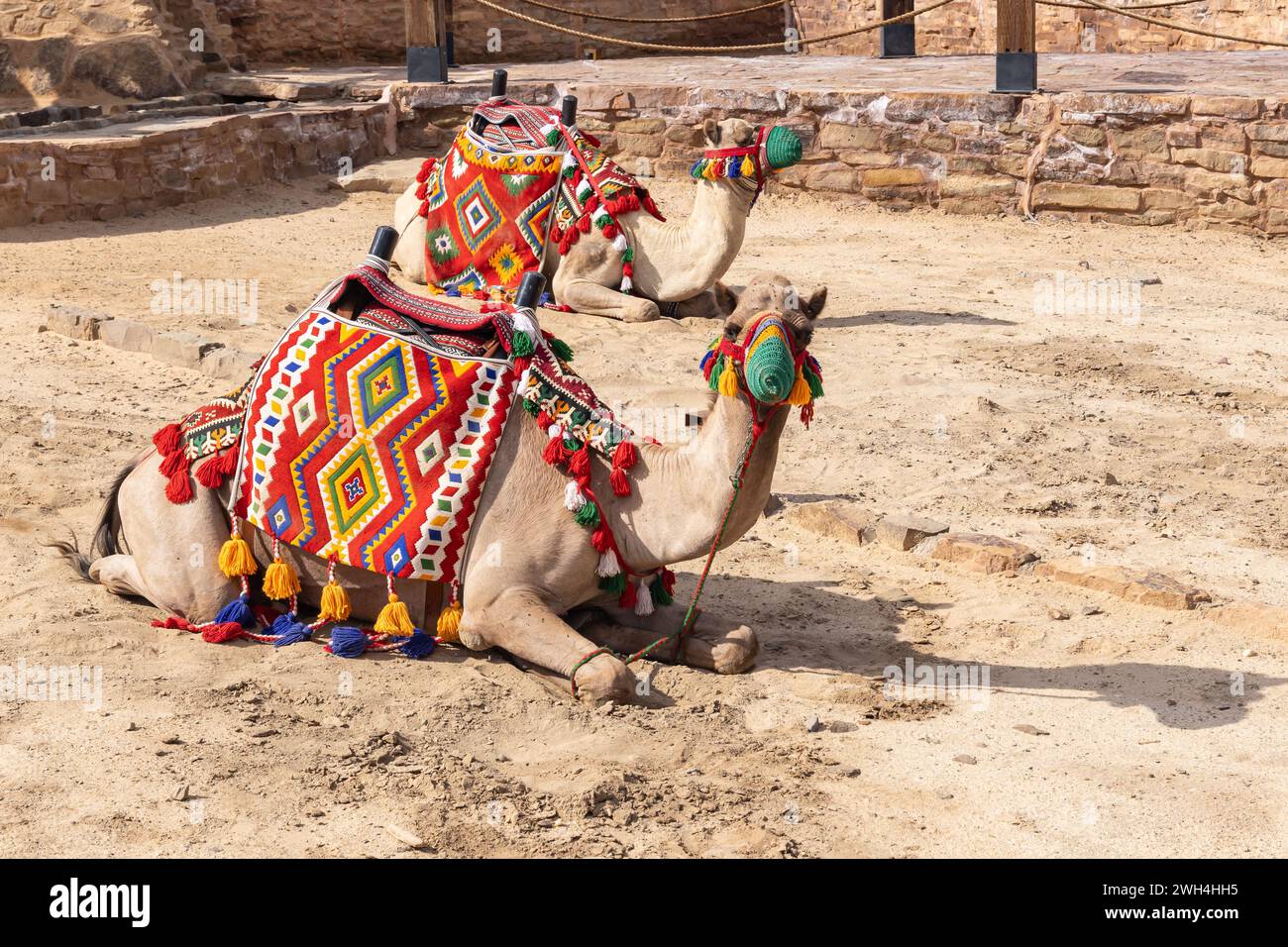 Middle East, Saudi Arabia, Tabuk Province, Tayma. Camels in colorful