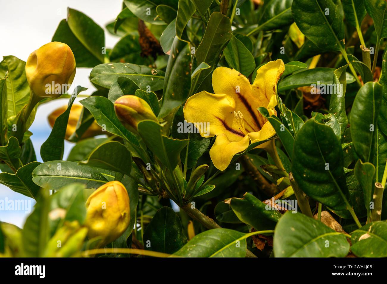 yellow tropical flowers in winter in cyprus 2 Stock Photo