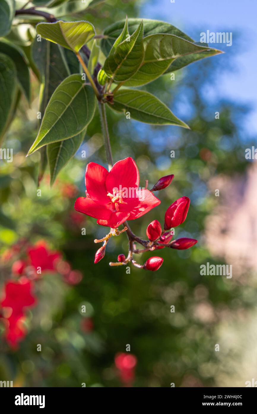 Middle East, Saudi Arabia, Tabuk, Al-Disah. Red flowering tree on a farm in Al-Disah. Stock Photo
