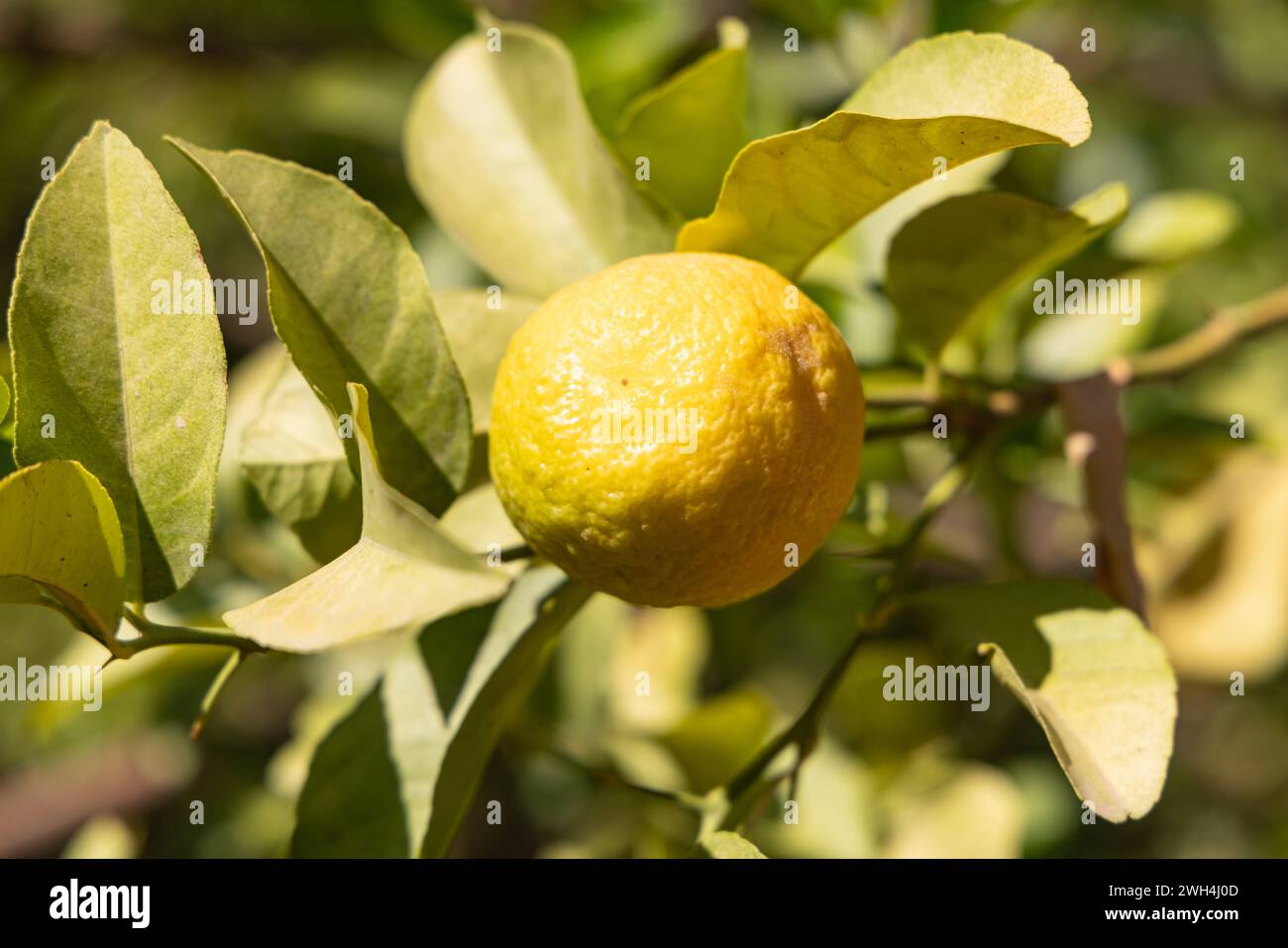 Middle East, Saudi Arabia, Tabuk, Al-Disah. Lemon tree on a desert farm in Al-Disah. Stock Photo