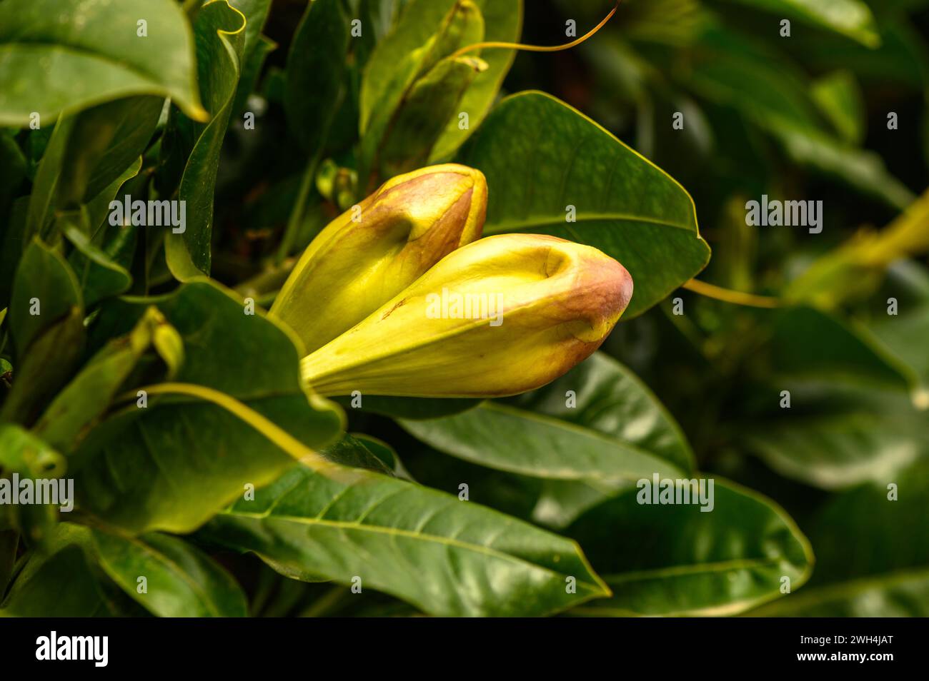 yellow tropical flowers in winter in cyprus 1 Stock Photo