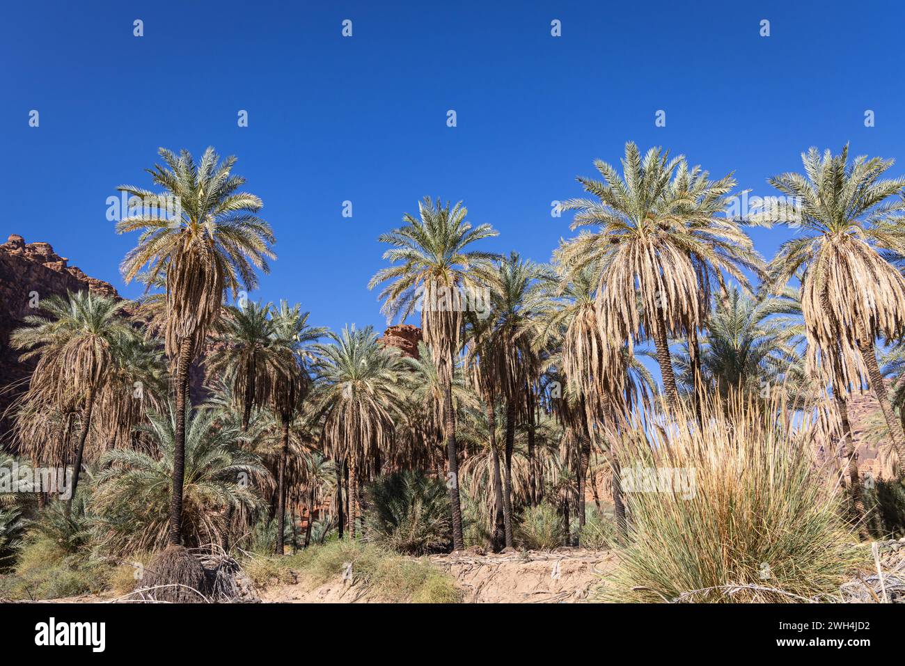 Middle East, Saudi Arabia,Tabuk, Wadi Al-Disha, Prince Mohammed bin ...