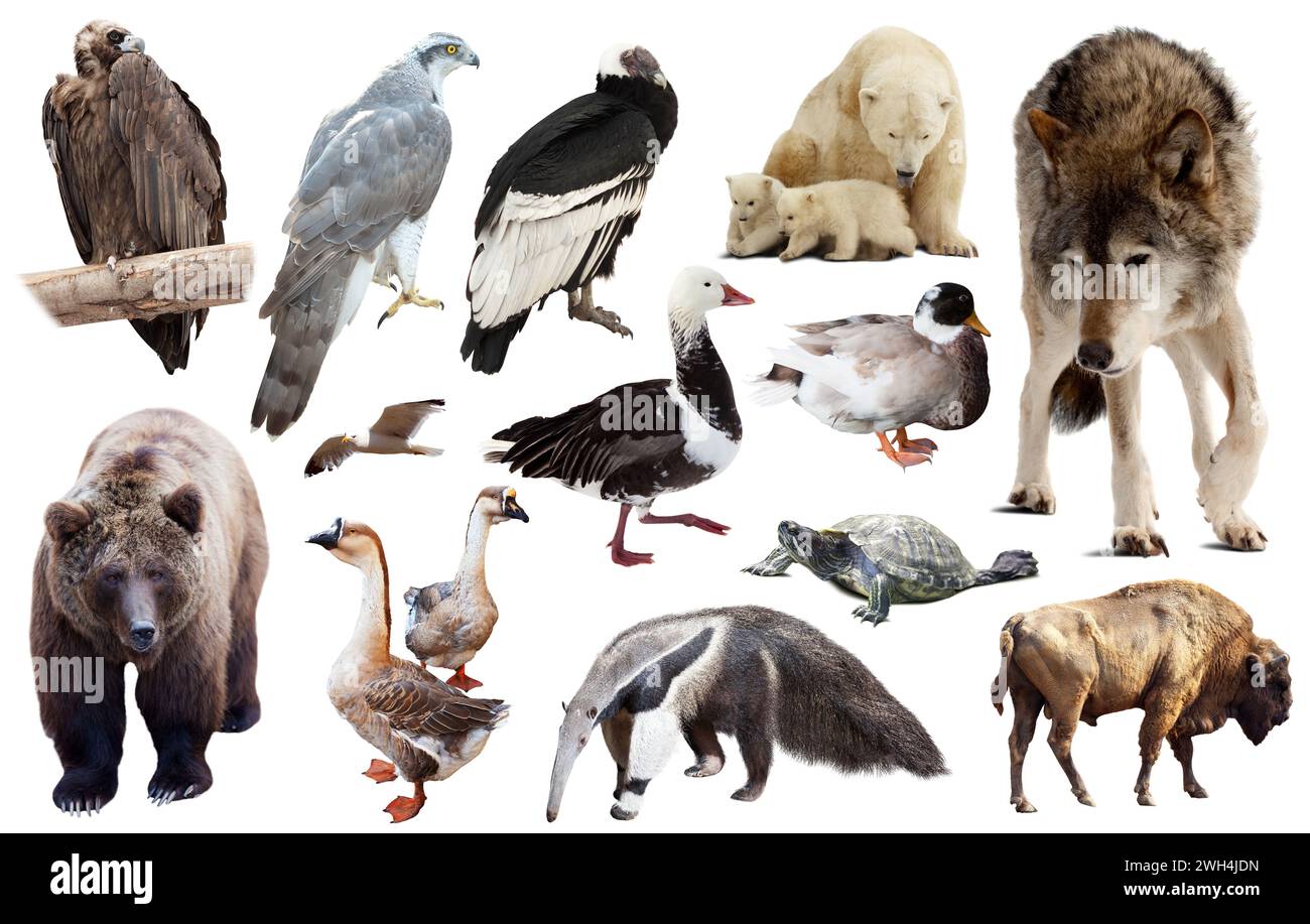 north american animals isolated Stock Photo - Alamy