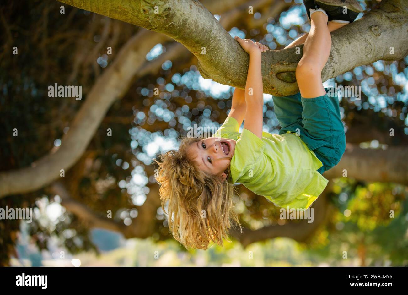 Kids climbing trees, hanging upside down on a tree in a park. Cute little kid boy enjoying climbing on tree on summer day. Cute child learning to Stock Photo