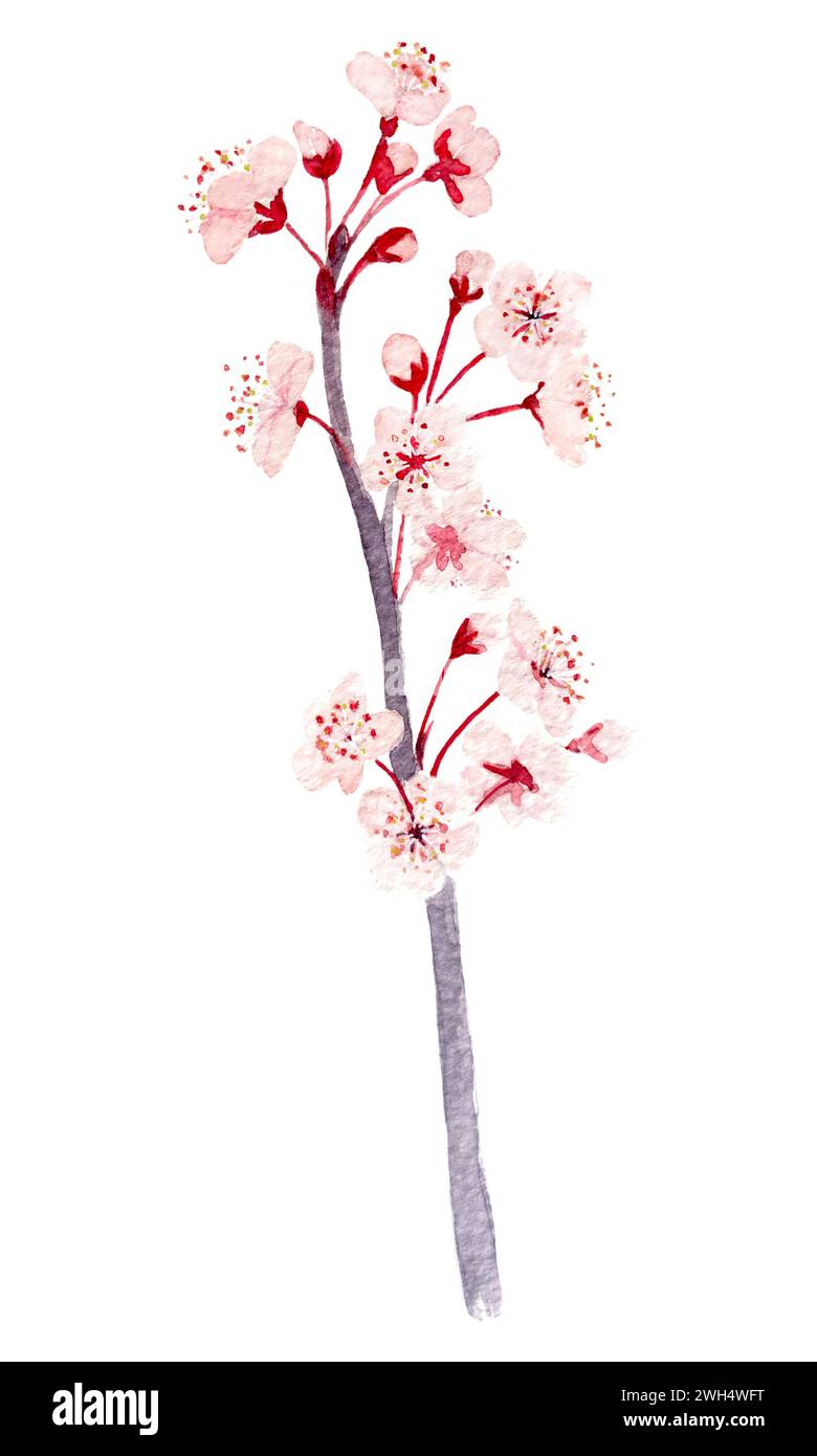 Watercolor hand drawn pink sakura branch with flowers illustration ...