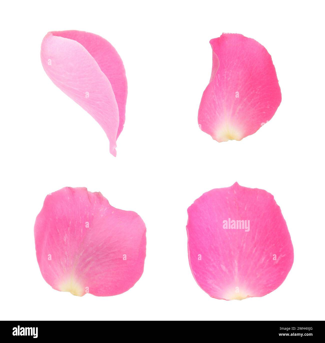 Pink rose petals isolated on white, set Stock Photo - Alamy