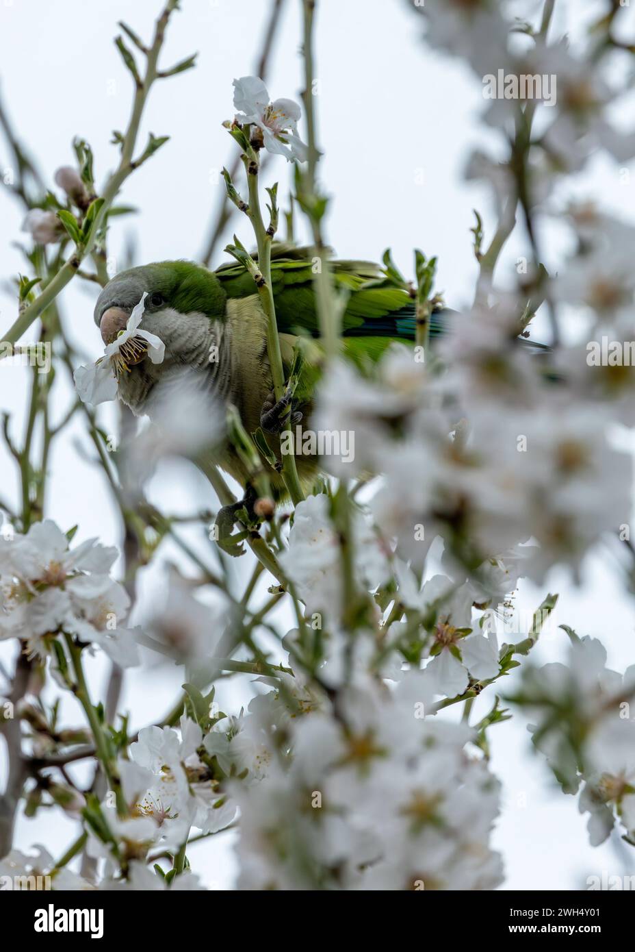 The Monk Parakeet, Myiopsitta monachus, sighted in El Retiro Park, Madrid, is a colorful parrot with a distinctive green plumage and long tail, often Stock Photo