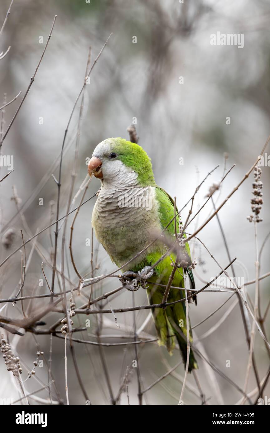 The Monk Parakeet, Myiopsitta monachus, sighted in El Retiro Park, Madrid, is a colorful parrot with a distinctive green plumage and long tail, often Stock Photo