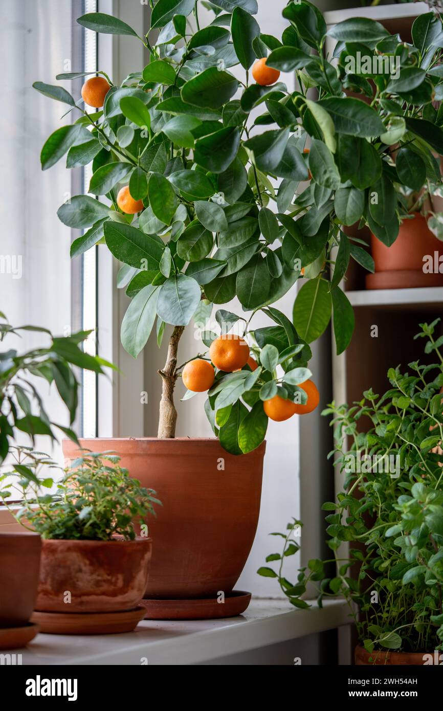 Small orange tree with ripe fruits in terracotta pot on windowsill at home. Calamondin citrus plant. Stock Photo
