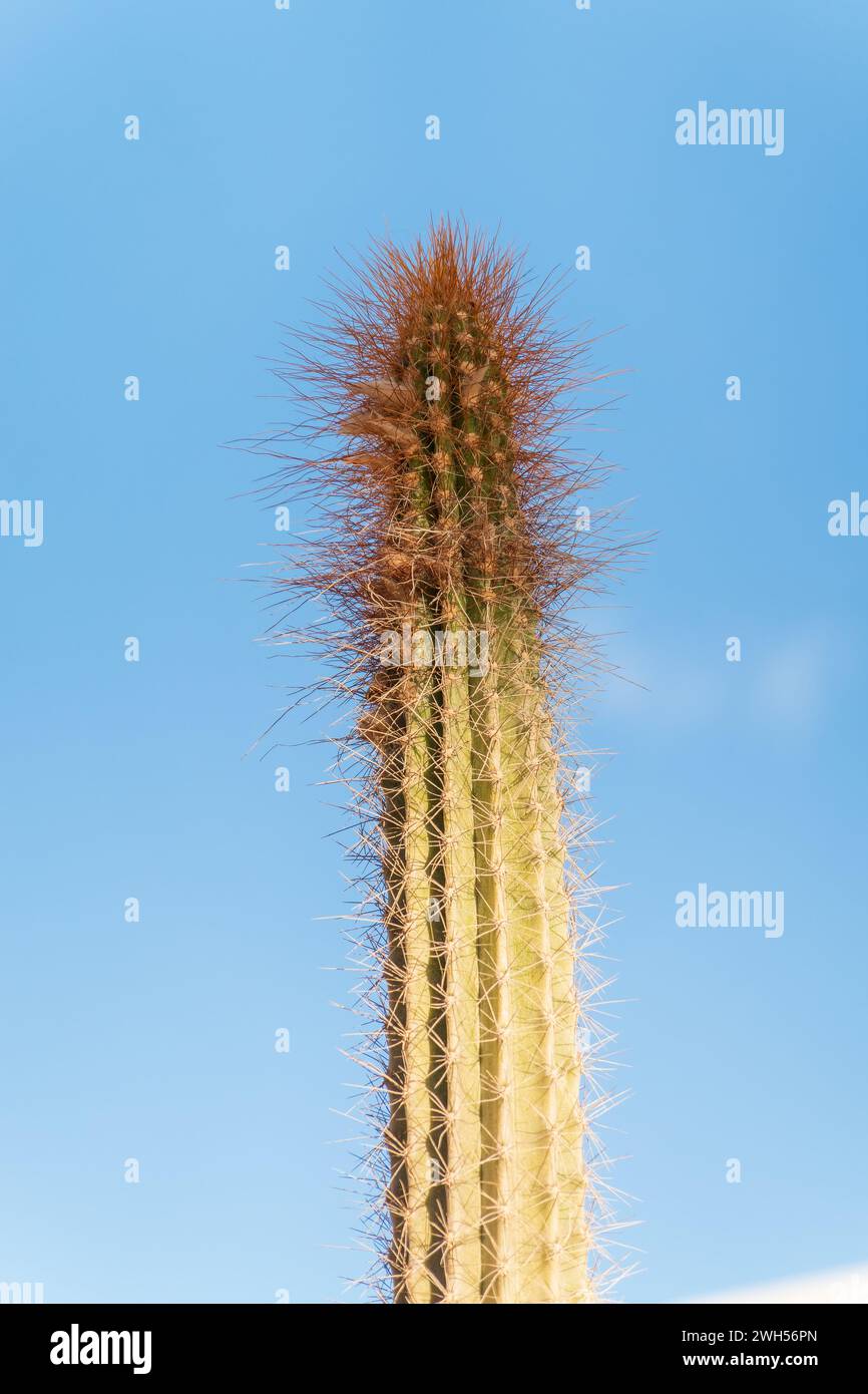 Arthrocereus rondonianus is a species of plant in the Cactaceae family. Arthrocereus rondonianus cactus in a garden Stock Photo