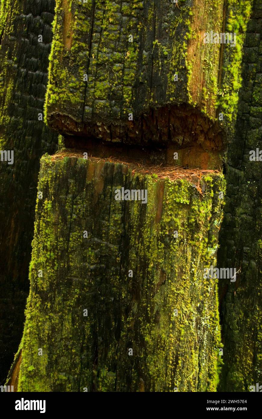 Logging notch in cedar stump on Gales Creek Trail, Tillamook State Forest, Oregon Stock Photo