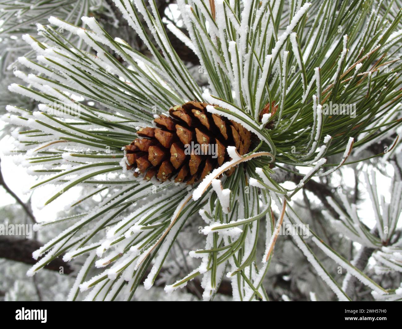 Snowy Ponderosa Pine (Pinus ponderosa) cone at Yellowstone River State Park, Montana Stock Photo